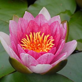 Lotus von Dennis Rietbergen