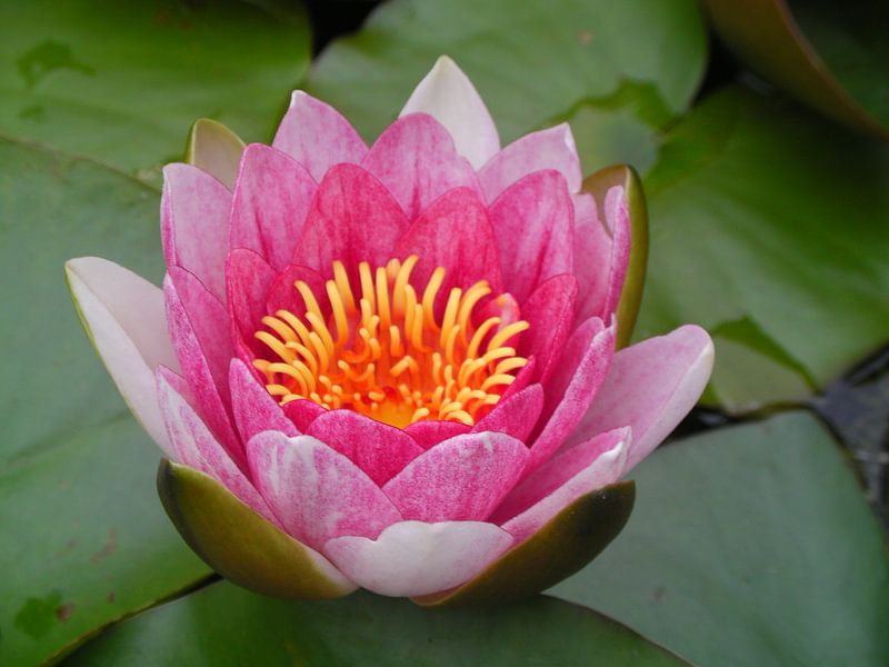 Lotus par Dennis Rietbergen