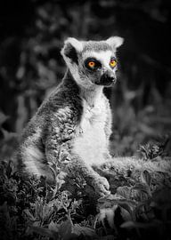 The eyes are the gates of the soul by Maickel Dedeken