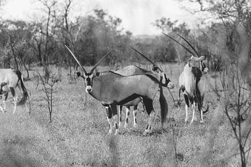 Gemsbok in black and white | Travel photography | South Africa by Sanne Dost