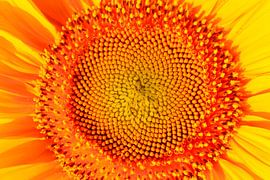 Tournesol sur Thomas Jäger