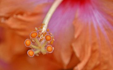 In het midden van een hibiscus bloesem van Werner Lehmann