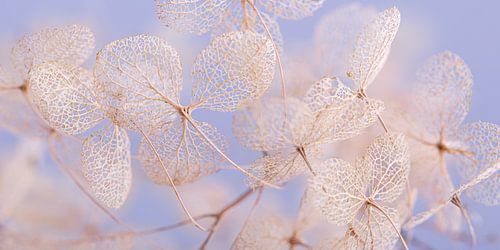 Panorama de feuilles d'hortensia (cadre) sur Marjolijn van den Berg