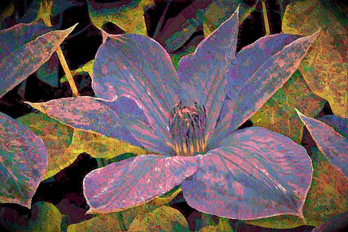 Blauw-roze clematis verstrengeld met wilde wingerd