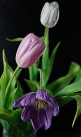 Blühende Tulpen lila, rosa, weiß von ingrid droog fotografie