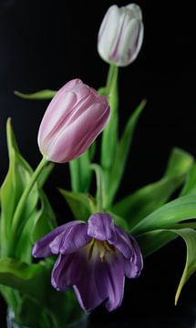 Tulpen in bloei paars, roze, wit van ingrid droog fotografie