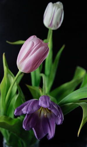 Tulipes en fleurs violet, rose, blanc