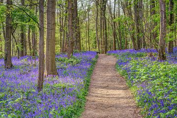 Chemin à travers la forêt bleue