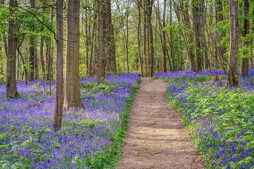 Weg durch den blauen Wald