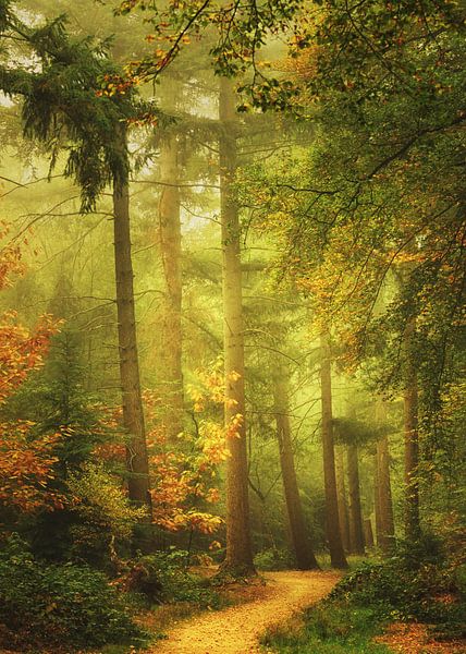 Forêt Mystique de Mastforest Breda par Saskia Dingemans Awarded Photographer