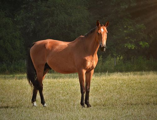 Bruin paard in de weide