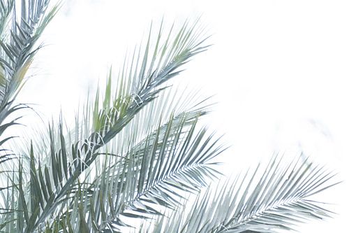 Groene palmbomen | Reisfotografie | Fine Art