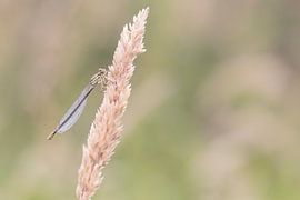 Große Pechlibelle von Annieke Slob