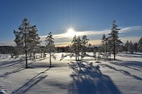 Snow landscape