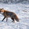 Winterbegegnung- Rotfuchs im Schnee von Christina Bauer Photos
