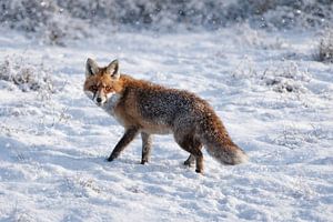 Winterbegegnung- Rotfuchs im Schnee