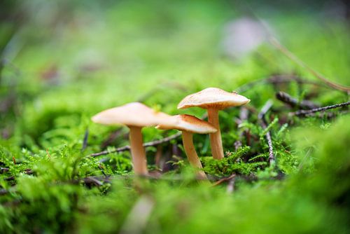 Paddenstoelen Rhenen