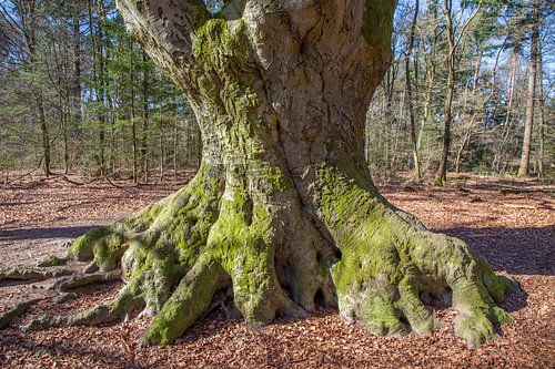Dikke wortels van oude boom