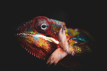 Colourful Reptiles - 1 van Shanna van Mens Fotografie