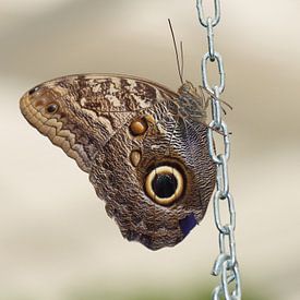 Bananenfalter von Matthias Brix