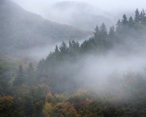 Kiefern im Nebel um die Burg Eltz an einem regnerischen Herbsttag in Deutschland.