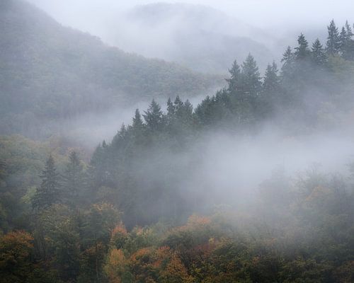 Dennenbomen in de mist rond Burg Eltz op een regenachtige herfstdag in Duitsland.