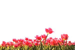 Tulipes roses sur fond blanc sur Sjoerd van der Wal Photographie