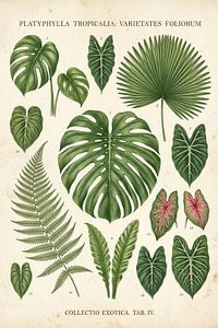 Tropisches Herbarium