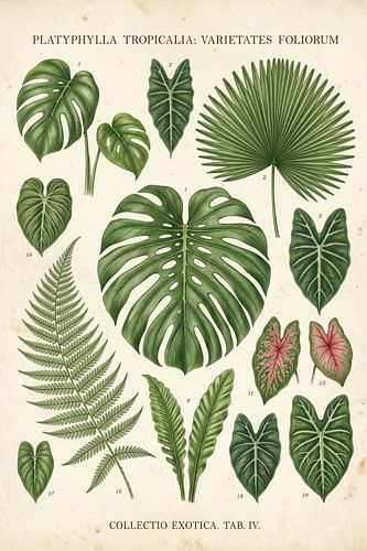 Tropical Herbarium by Max Steinwald