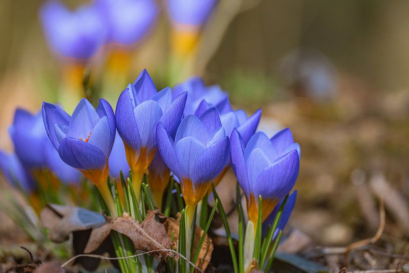 Lente ontwaken van Photoart-Naegele