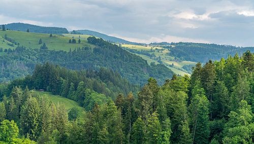 Aux alentours de Schönau, dans la Forêt-Noire
