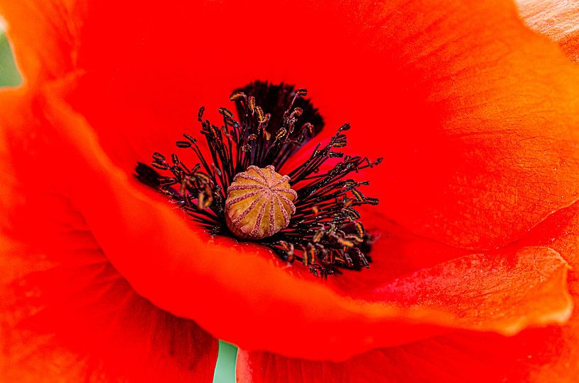 Poppy. by Thomas Heitz