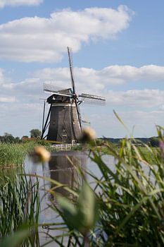 Bloem met molen