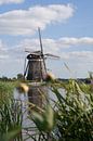 Flower with mill by Ronald Blonk thumbnail