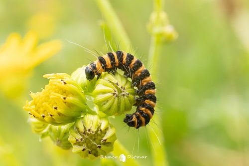 De Rups van de Sint-jacobsvlinder: Een Kleurrijk Wonder in Transformatie