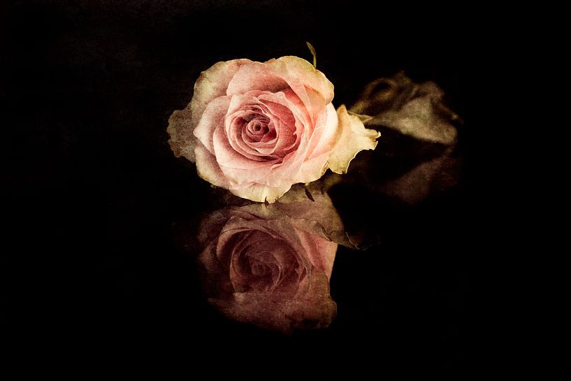 Rose par Elly van Veen