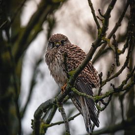 Französischer Falke in einem Baum von Delano Balten