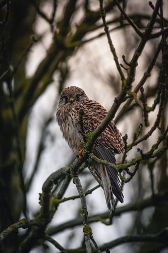 Franse Valk in een boom