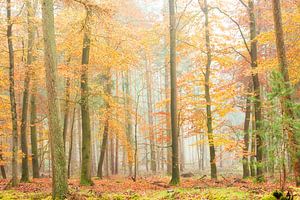 Mistige herfstochtend in een prachtig bos. van Francis Dost
