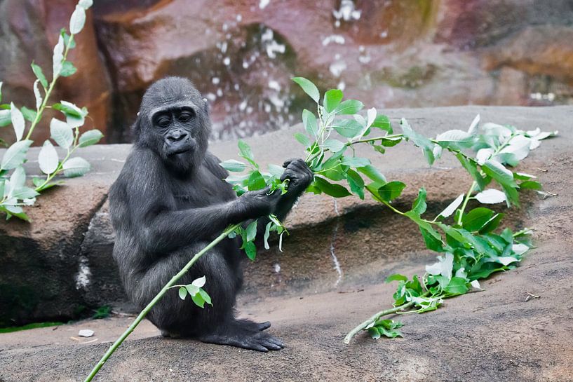 schattig klein baby-aapje eet groene bladeren zittend op rotsen bij de rotsen van Michael Semenov