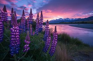 Lupinen beim Sonnenuntergang