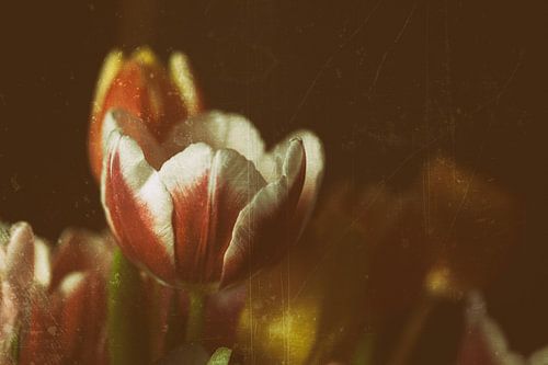 Rode en witte tulpenbloesem