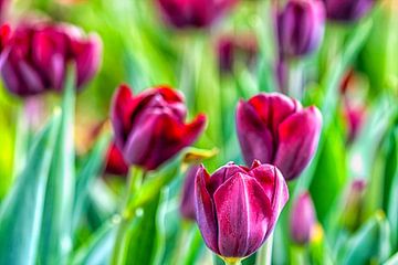 Des tulipes violettes