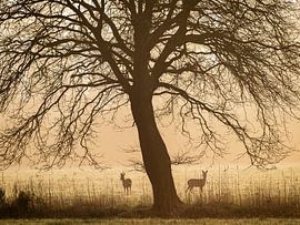 Ochtendstemming in het bos van Nils Steiner