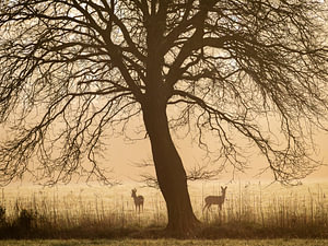 Morgenstimmung im Wald