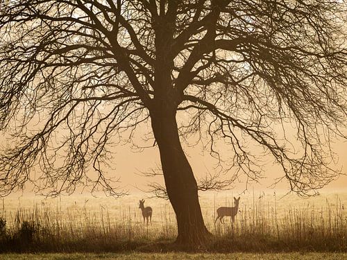 Ochtendstemming in het bos van Nils Steiner