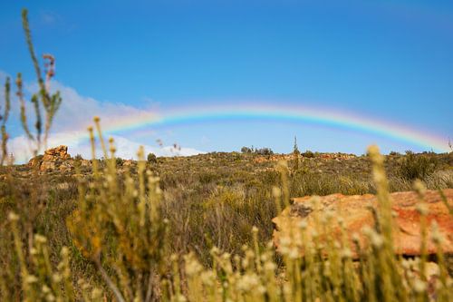 Afrikaanse hele regenboog 