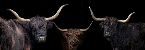 Schotse Hooglanders, compilatie van 3 in panoramabeeld