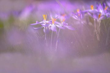 Boerenkrokus, Early Crocus, Crocus tomassinianus von AGAMI Photo Agency