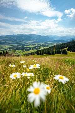 Bloemrijk uitzicht op de Oberallgäu en de Allgäuer Alpen vanaf de Ofterschwanger Horn van Leo Schindzielorz